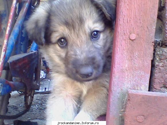 despre animalul tau+poze - ea este catelusa mea,ema!! e singurul meu - ^_^animals^_^