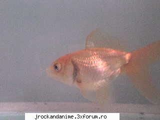 golden fish :d despre animalul tau+poze